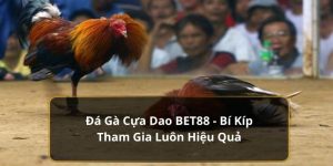 Đá Gà Cựa Dao BET88 - Bí Kíp Tham Gia Luôn Hiệu Quả